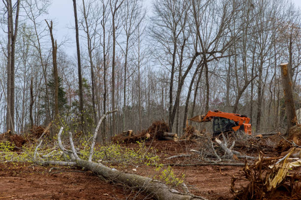 Professional Tree Care in Walden, TN